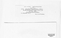 Aecidium lysimachiae image